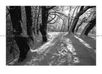Beienrode_2016_07