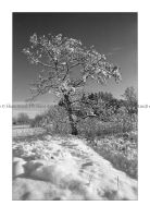 Beienrode_2016_05