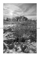 Beienrode_2016_04