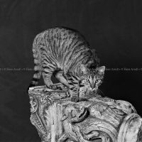 Katze_100x100cm