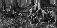 Wurzeln_Elm_120x60cm