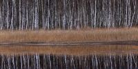 Birken_120x60cm