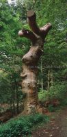 Baum_Eiche