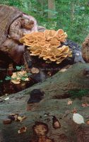 Pilz_30x45