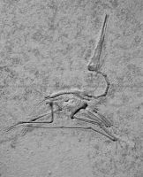 Flugsaurier