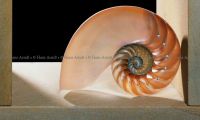 Nautilus_100x60cm
